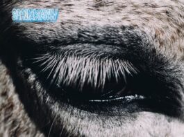 Smag PÃ¥ Dig Selv: This Is Why We Lost