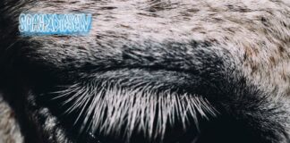 Smag PÃ¥ Dig Selv: This Is Why We Lost