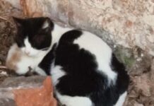 Cat charity plea for more foster homes