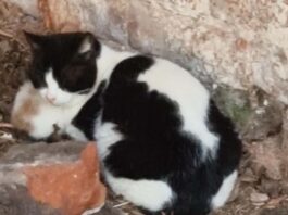 Cat charity plea for more foster homes