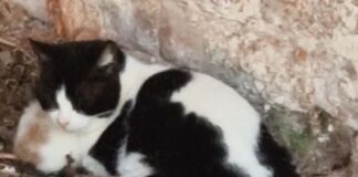 Cat charity plea for more foster homes