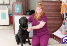 Vet saves dog who gobbled up nappy