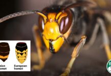 Asian Hornet warning