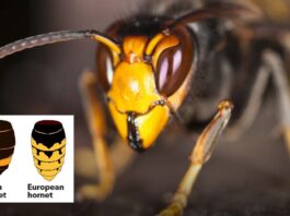 Asian Hornet warning