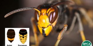 Asian Hornet warning